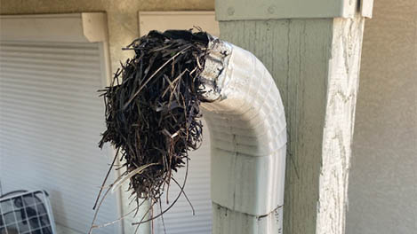 Heavily clogged gutter downspout